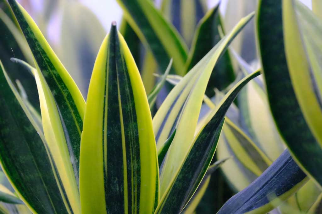 sansevieria_1x.jpg