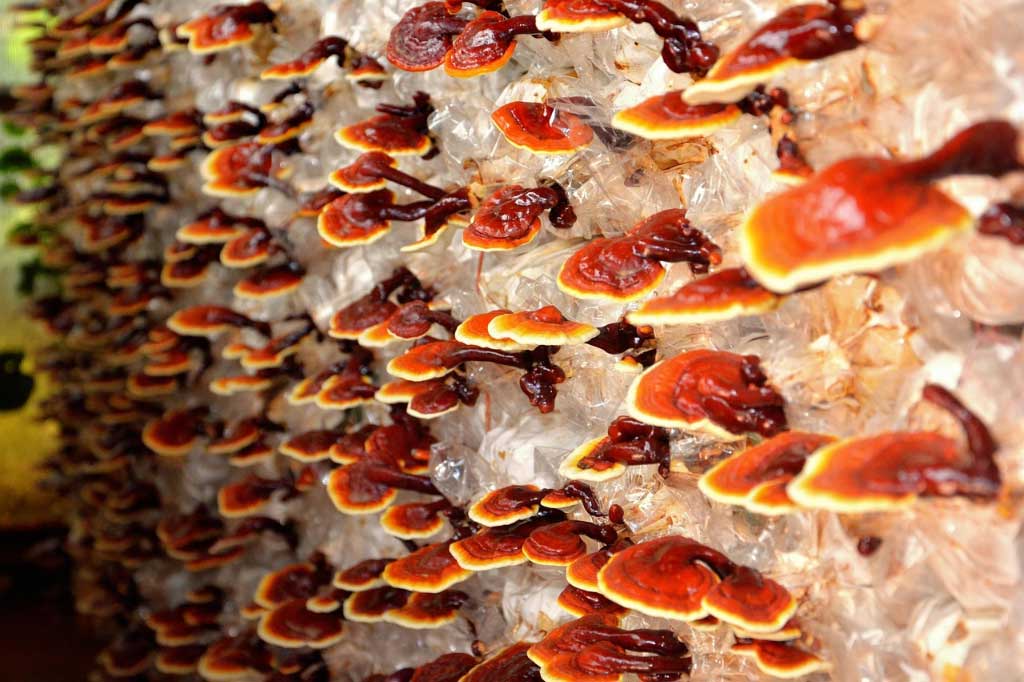 reishi_1x